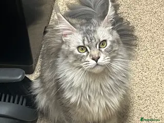 Maine Coon cats Stunning main coon Strom - Advert 9