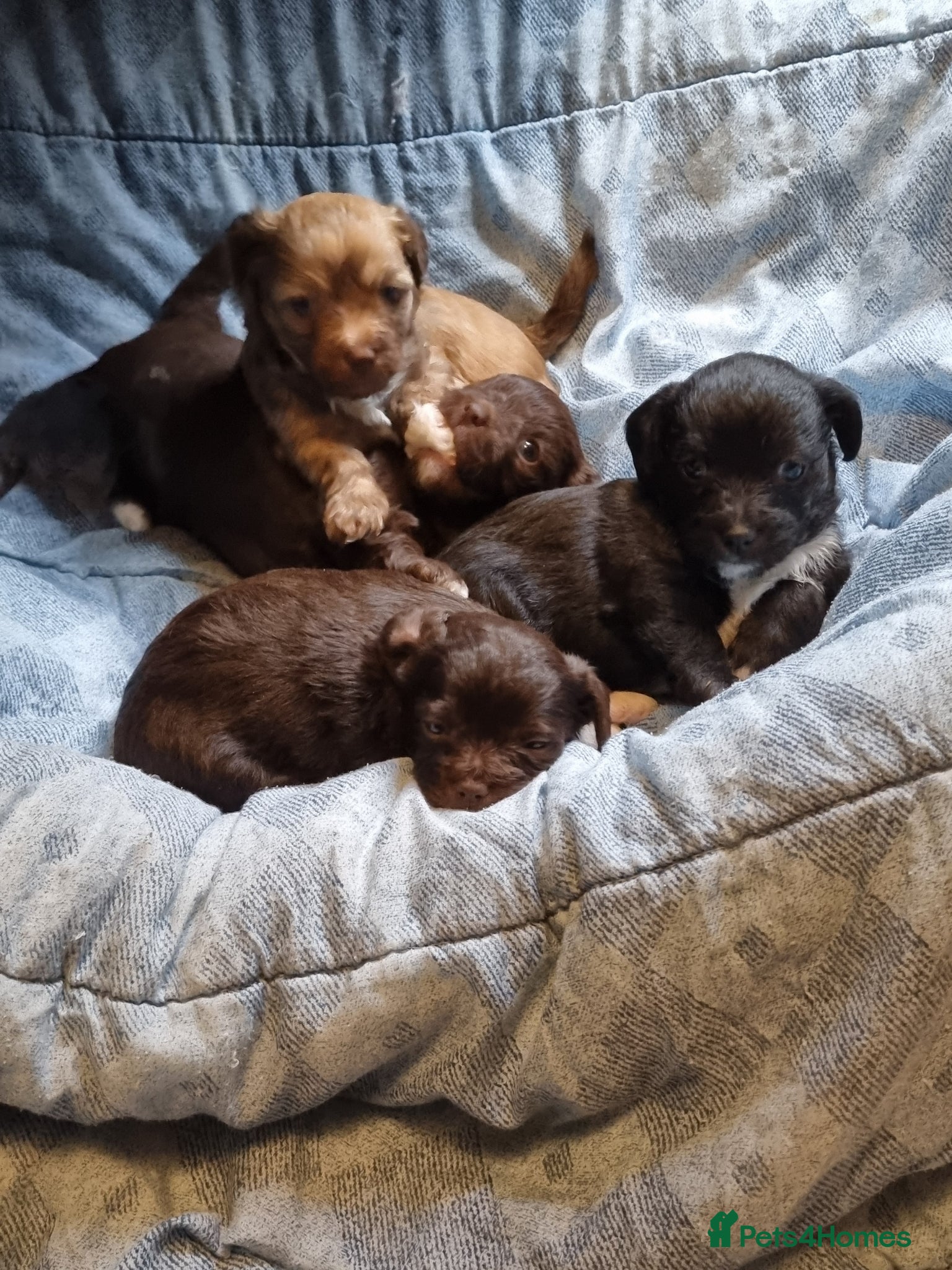 Chipoo dogs Poodle x chihuahua  - Advert 2
