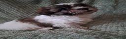 Malshi dogs for sale: Malshi 2 boys puppies - Advert 8