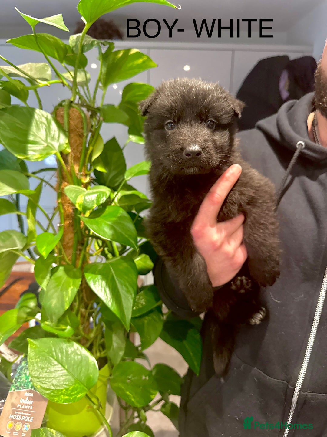 German Shepherd dogs for sale: Adorable German Shepherd Pups - Advert 16