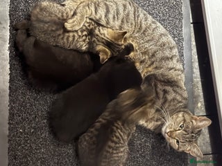 British Shorthair cats Black kitten for sale - Advert 1