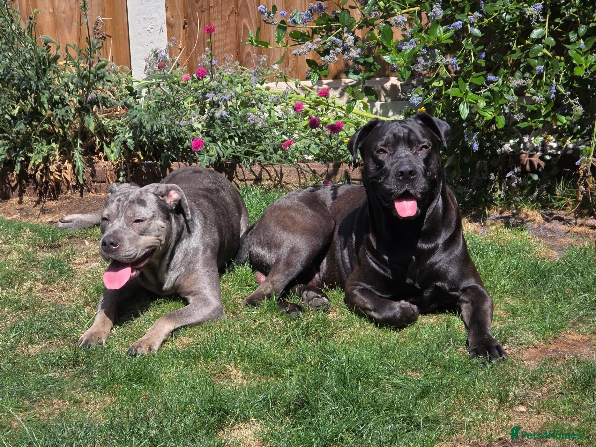 Cane Corso dogs 7 male cane corso puppies - Advert 1