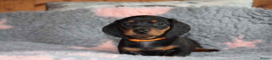Dachshund Puppy 6