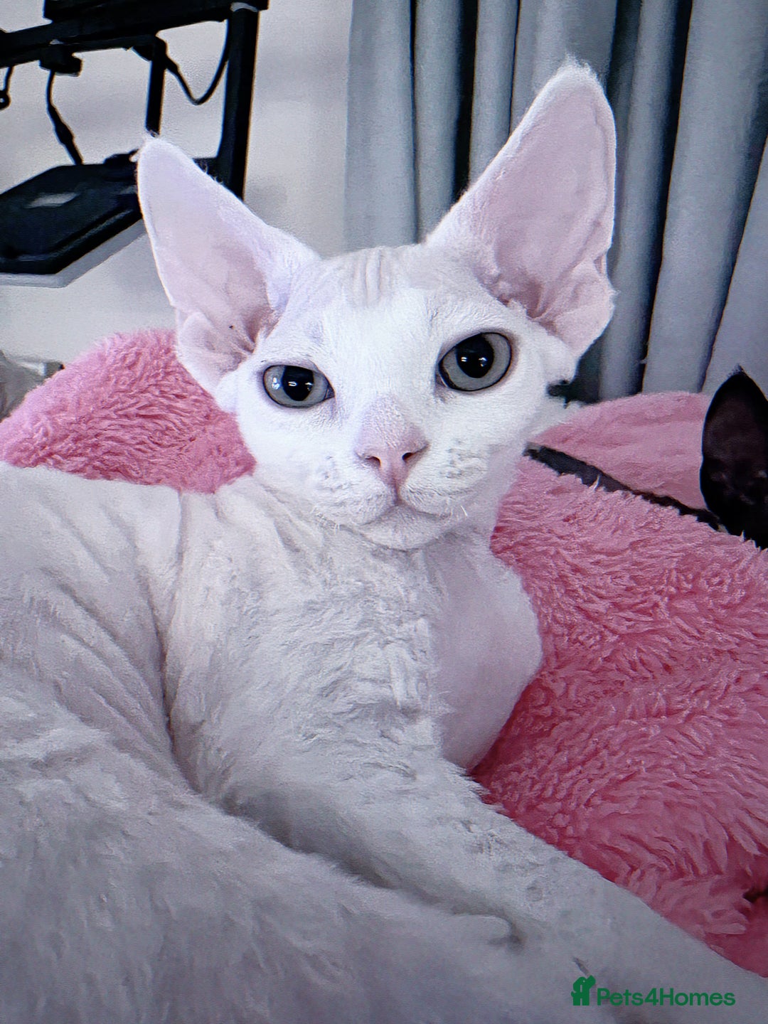 Devon Rex cats for sale: ❤️❤️❤️Beautiful Devon Rex kittens! ❤️❤️ - Advert 8