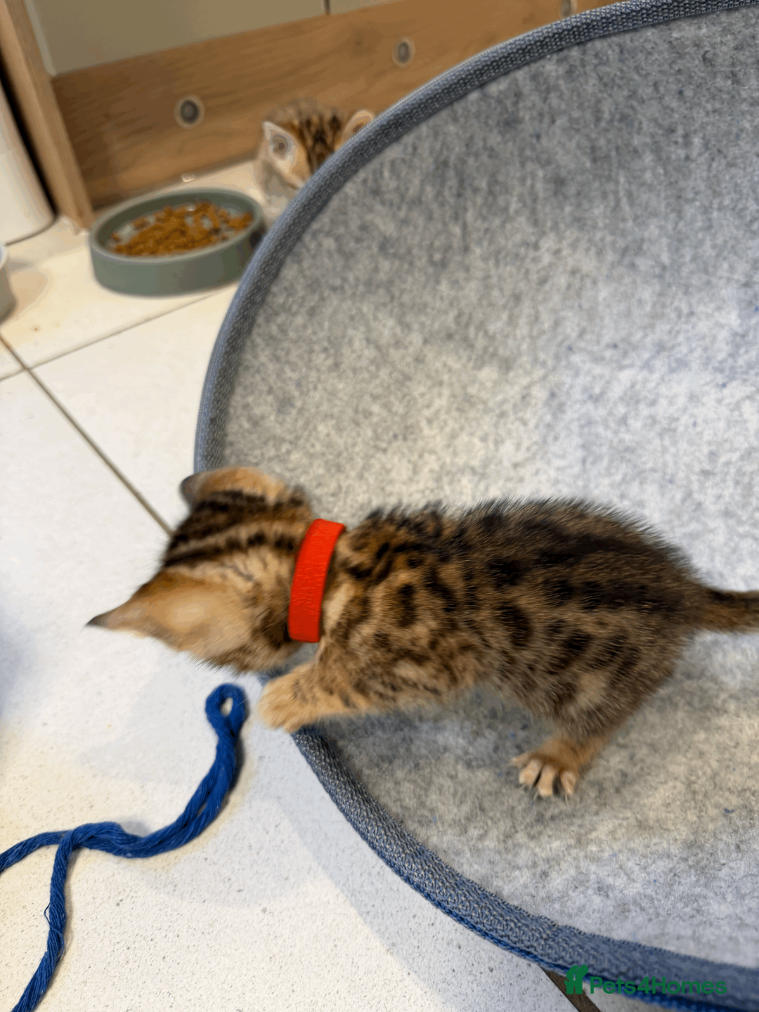 Bengal cats for sale: 🐾 Purebred Bengal Kittens for Sale 🐾 - Advert 23