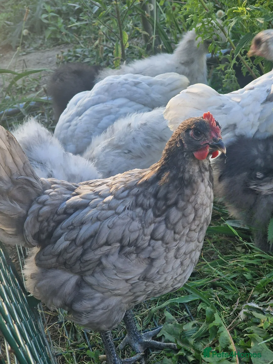 Chickens poultry for sale: Blue Jersey Giant Cockerel - Advert 3