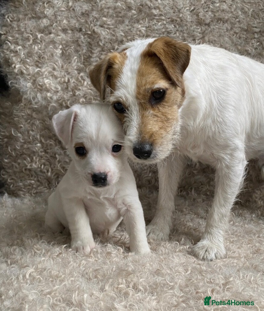Jack Russell dogs Parson type Jack Russell pups - Advert 5