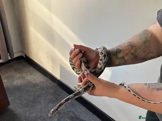 Corn Snake reptiles Corn snake - Advert 2
