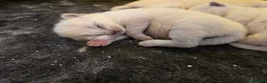 Ragdoll Kitten 5