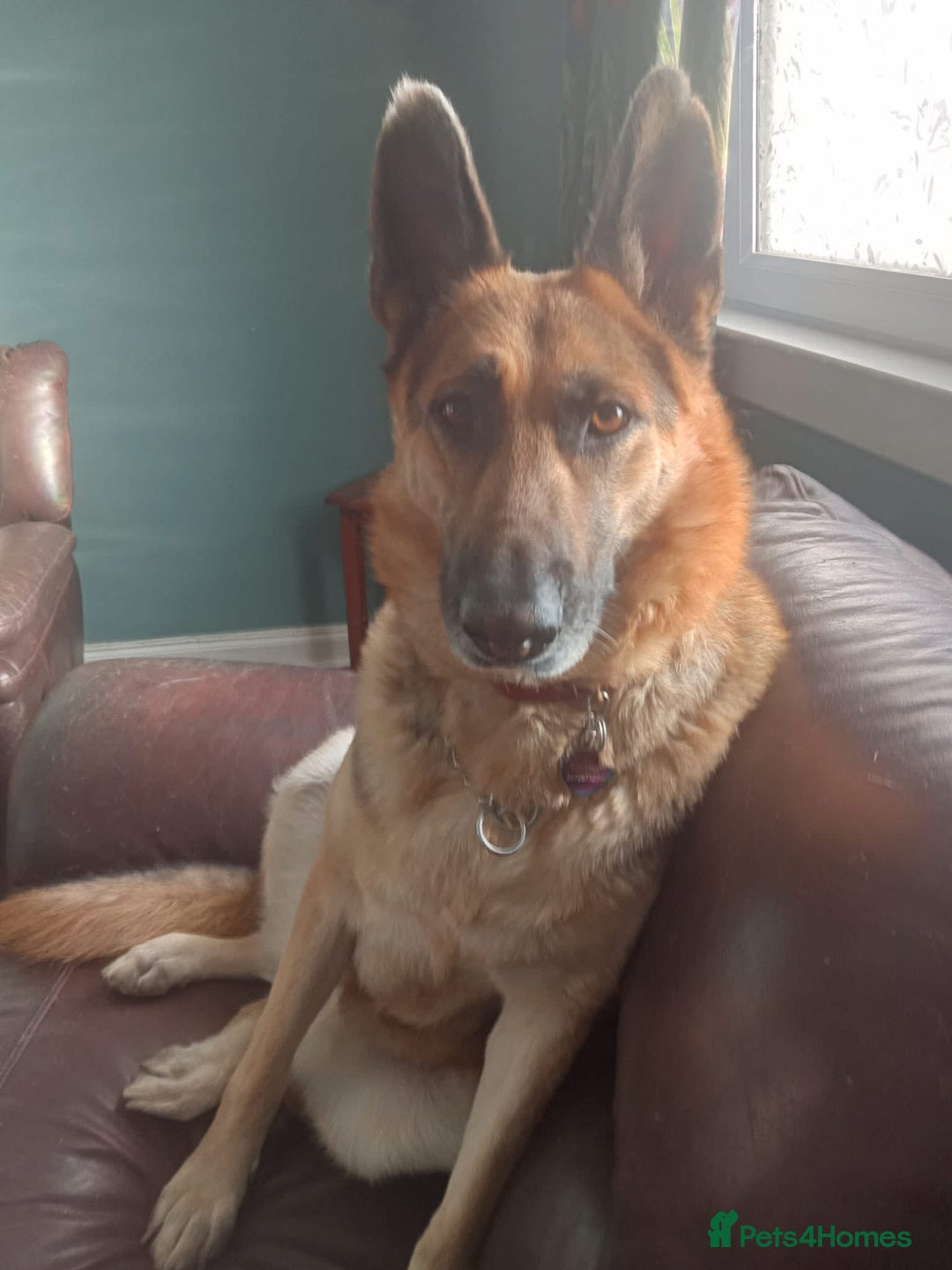 Mixed Breed dogs for adoption: Jessica stunning German Shepherd  - Image 2