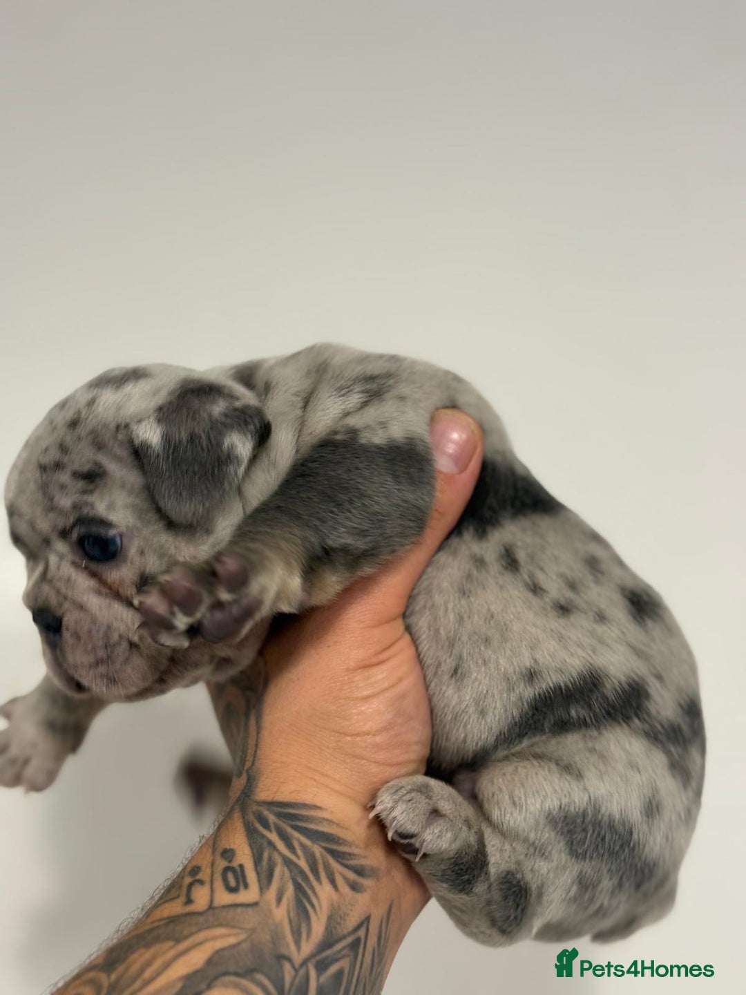 French Bulldog dogs for sale: Adorable French Bulldog Puppies for Sale 🐾 - Advert 13