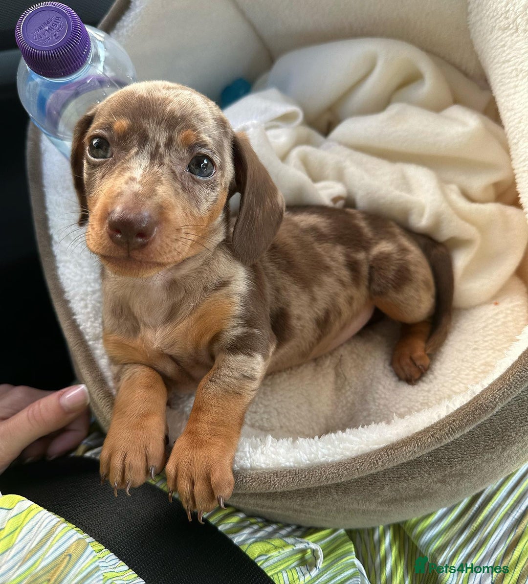 Miniature Dachshund dogs for sale: Willow beautiful little miniature dachshund girl - Advert 2