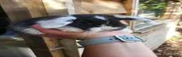 Mini Lop rabbits for sale: Mini Lop Bunny ready to reserve  - Advert 1