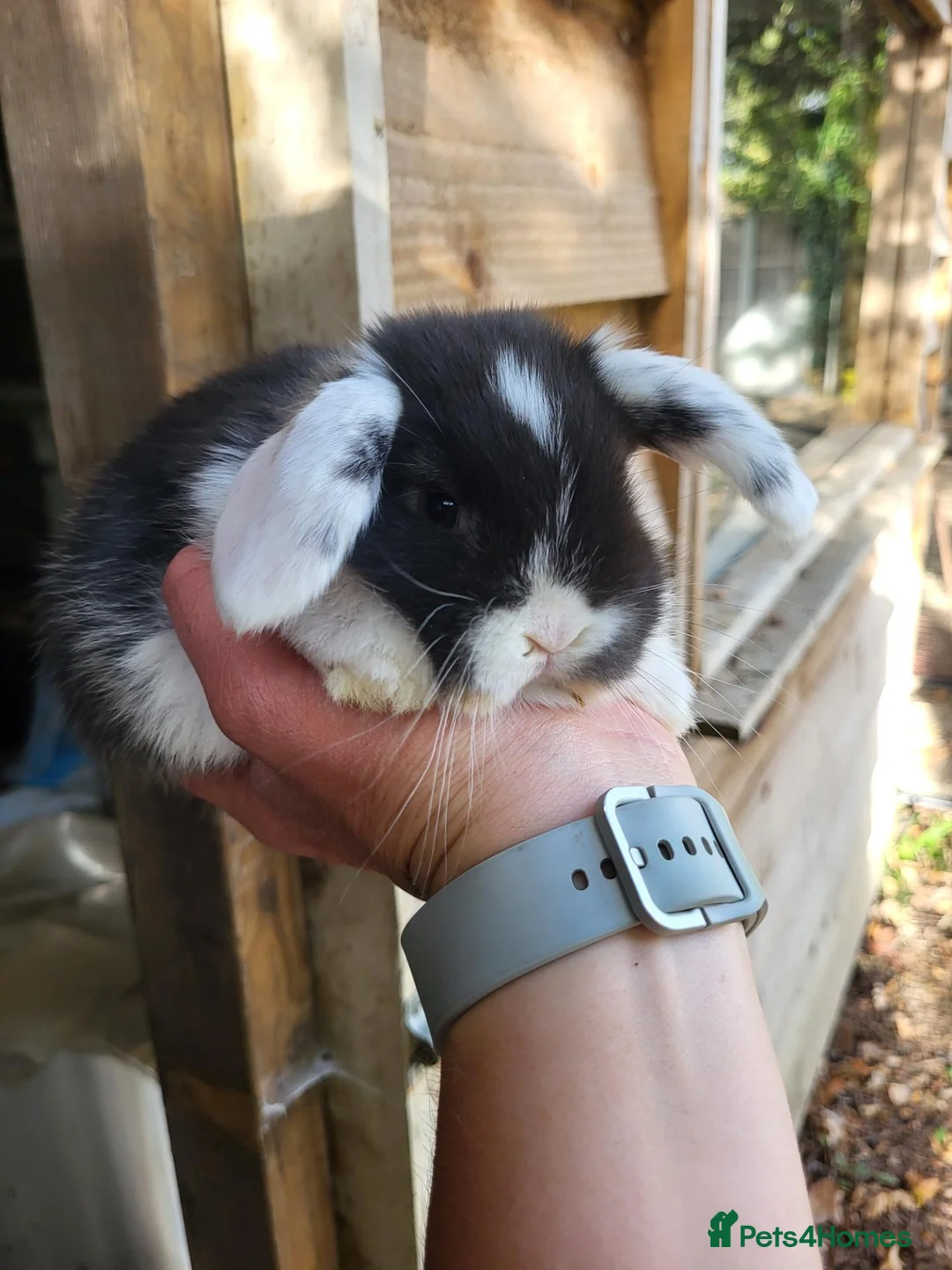Mini Lop rabbits for sale: Mini Lop Bunny ready to reserve  - Advert 1