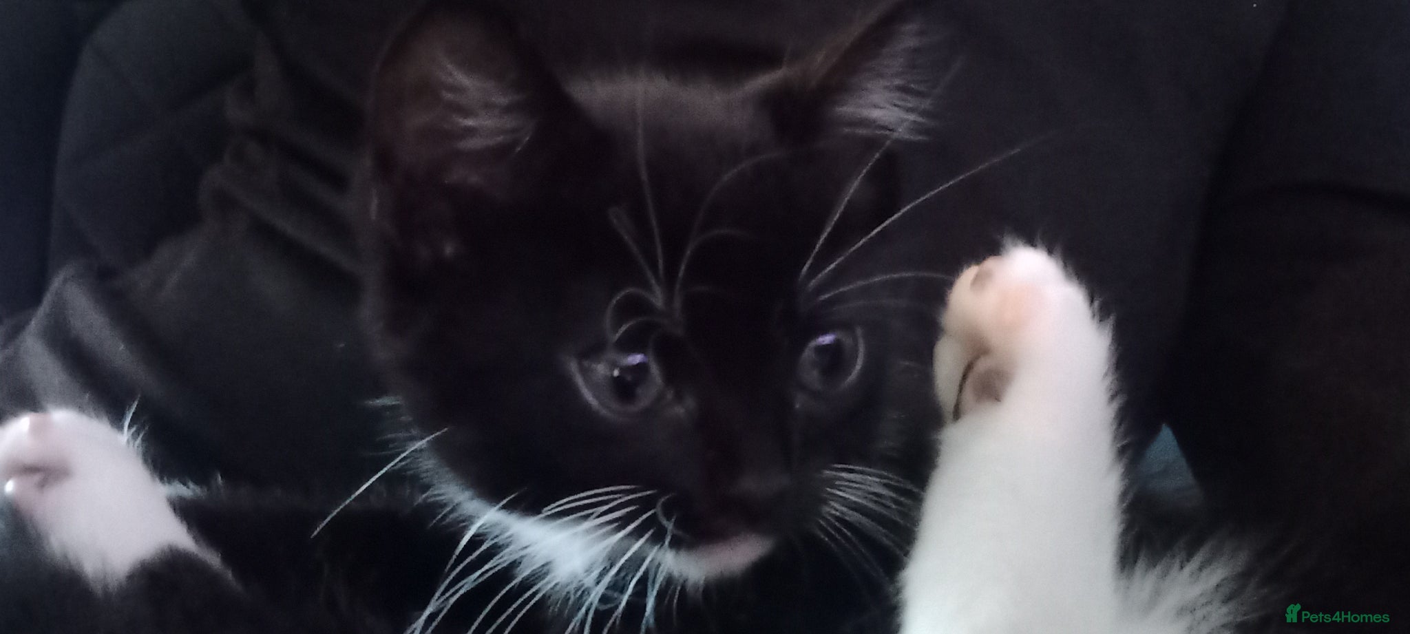 Mixed Breed cats Affectionate, and socialised miniature kittens - Advert 6