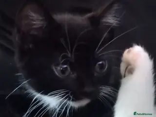 Mixed Breed cats Affectionate, and socialised miniature kittens - Advert 6