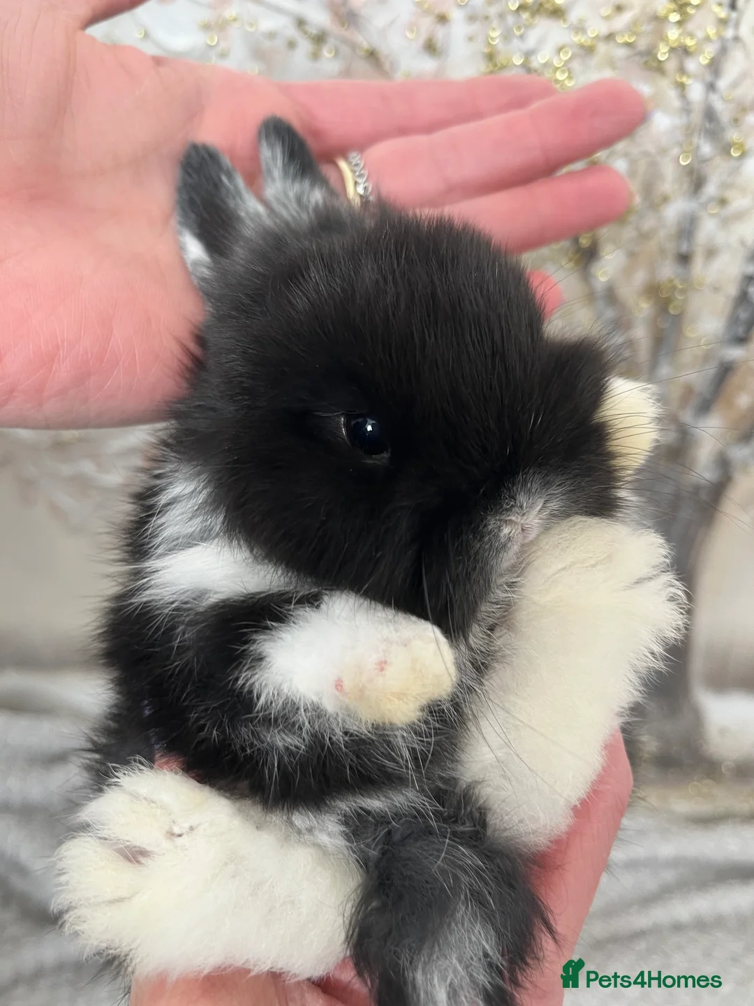 Mini Lop rabbits for sale: Gorgeous Purebred Mini Lop Babies – due soon! - Advert 2