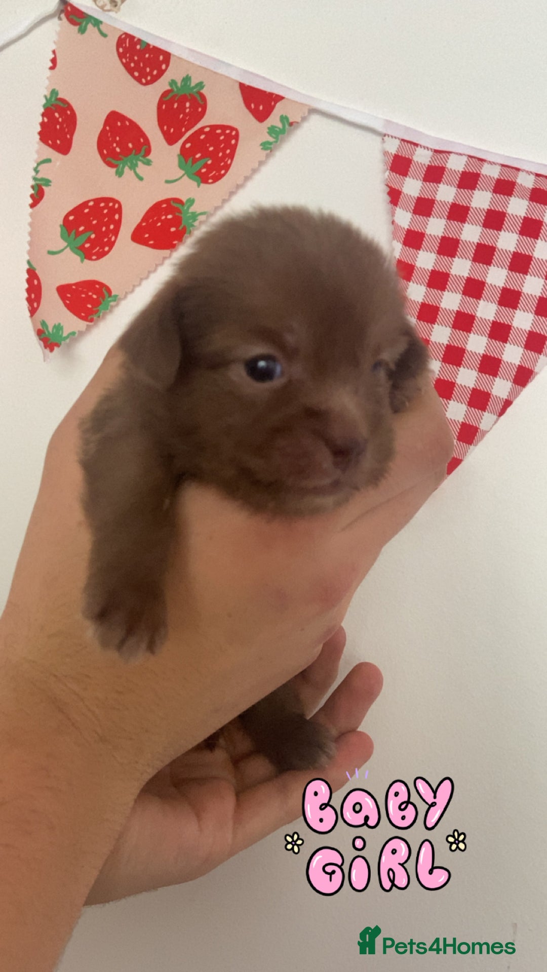 Mixed Breed dogs for sale: Jack x Shitzu puppies dob 17th august 2025  - Image 5