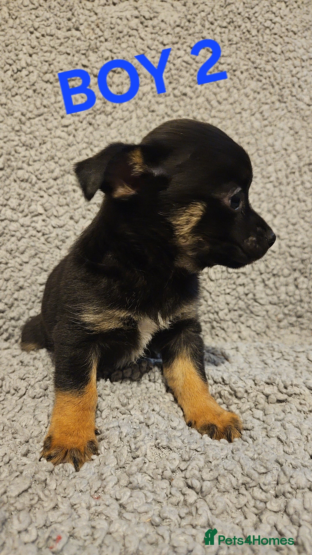 Chihuahua dogs for sale: Chihuahua puppies  - Advert 6