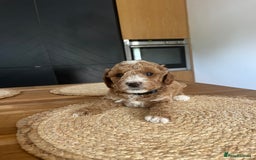 Cockapoo dogs for sale: F1B Miniature cockapoo puppies🌟DNA health checked - Image 10