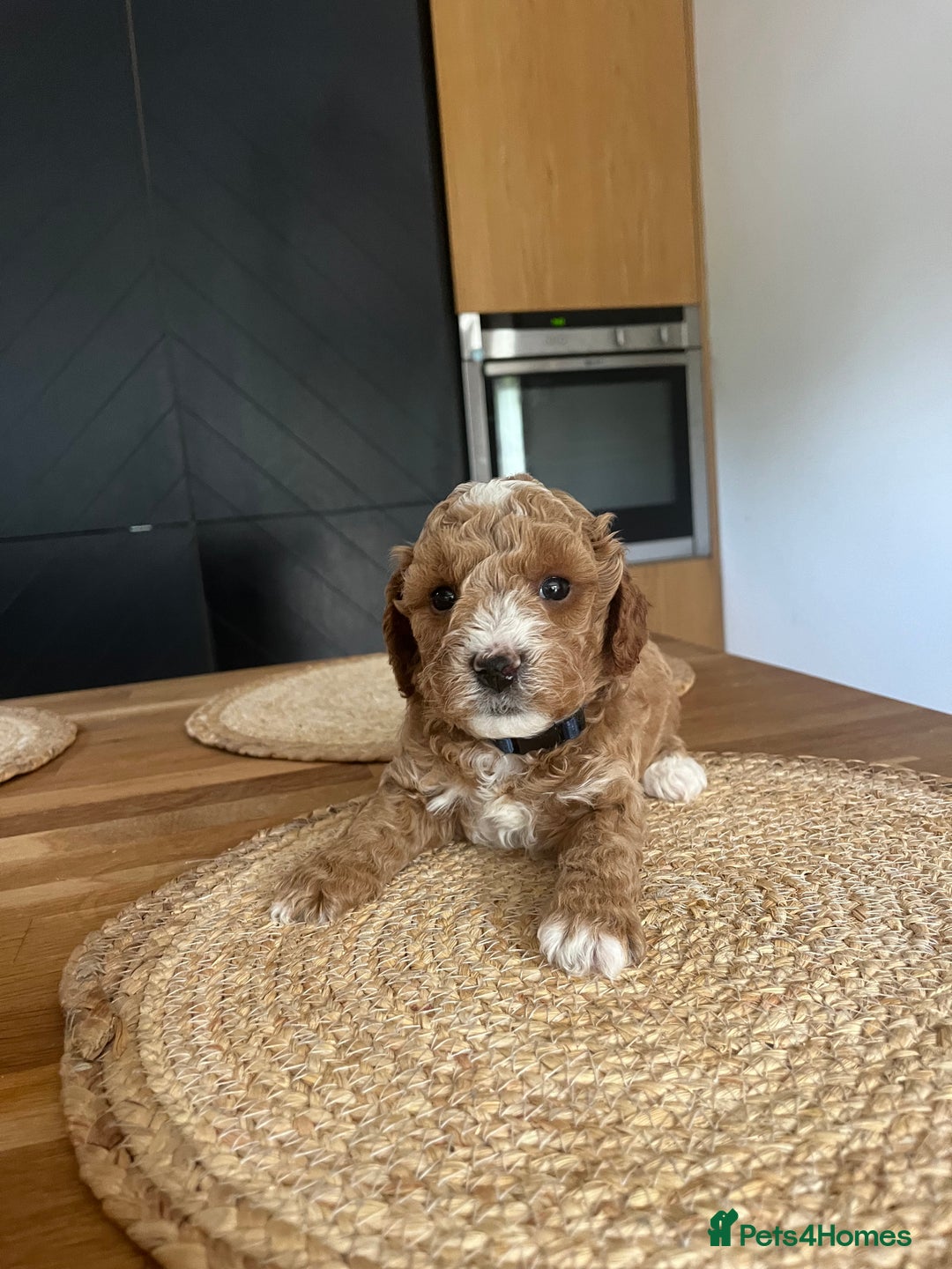 Cockapoo dogs for sale: F1B Miniature cockapoo puppies🌟DNA health checked - Image 10