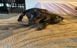 Miniature Dachshund dogs for sale: Miniature dachshunds for sale - ready to go now  - Image 9