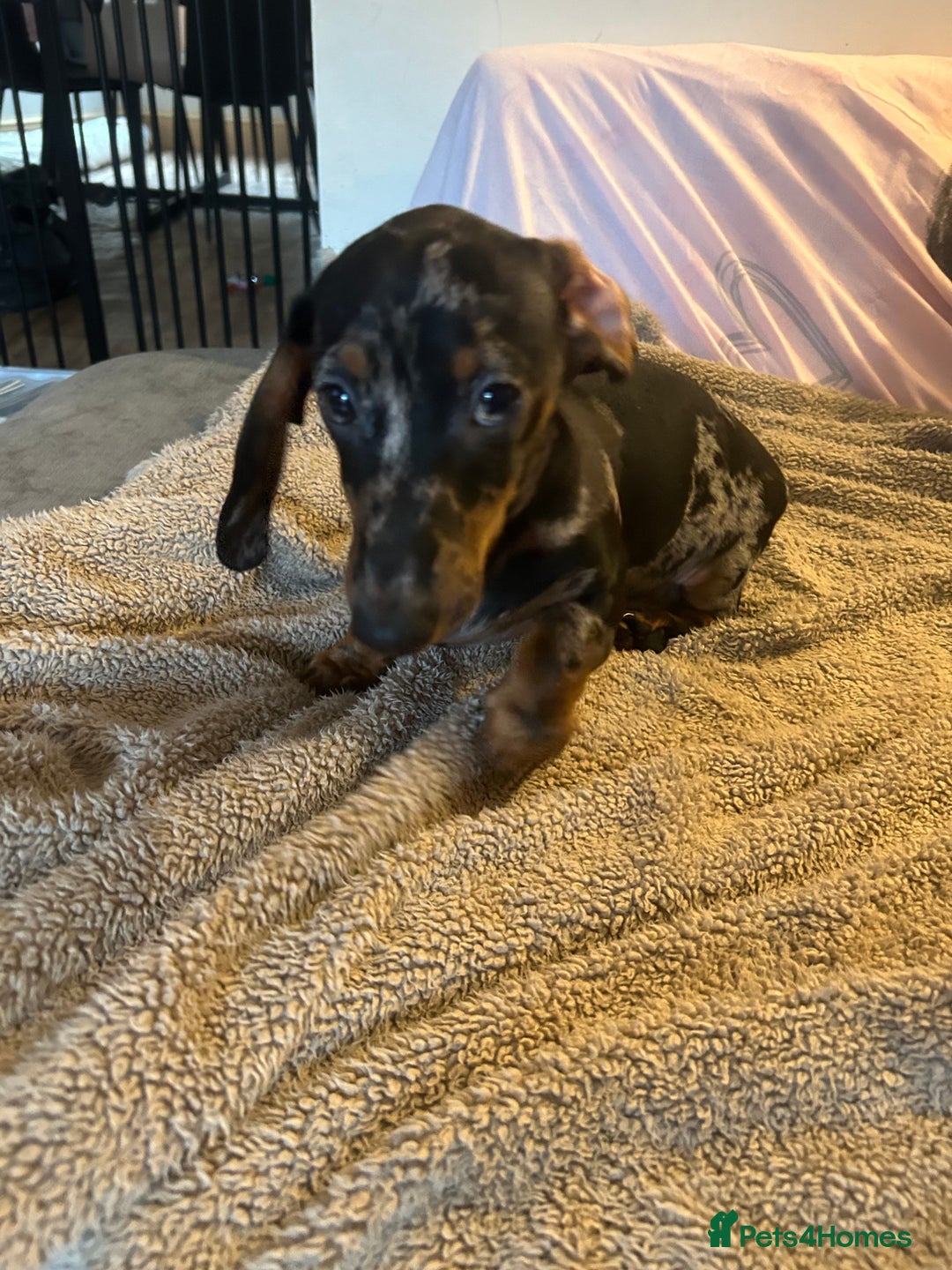 Miniature Dachshund dogs for sale: Miniature dachshunds for sale - ready to go now  - Image 9