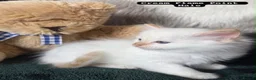Ragdoll cats for sale: Ragdoll kittens - Advert 11