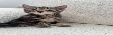 Domestic Shorthair 1