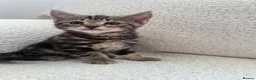 Domestic Shorthair cats for sale: Two kittens looking for their forever home 🐾 - Advert 7