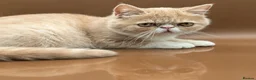 Exotic cats for sale: STUNNING EXOTIC SHORTHAIR MALE  - Advert 6