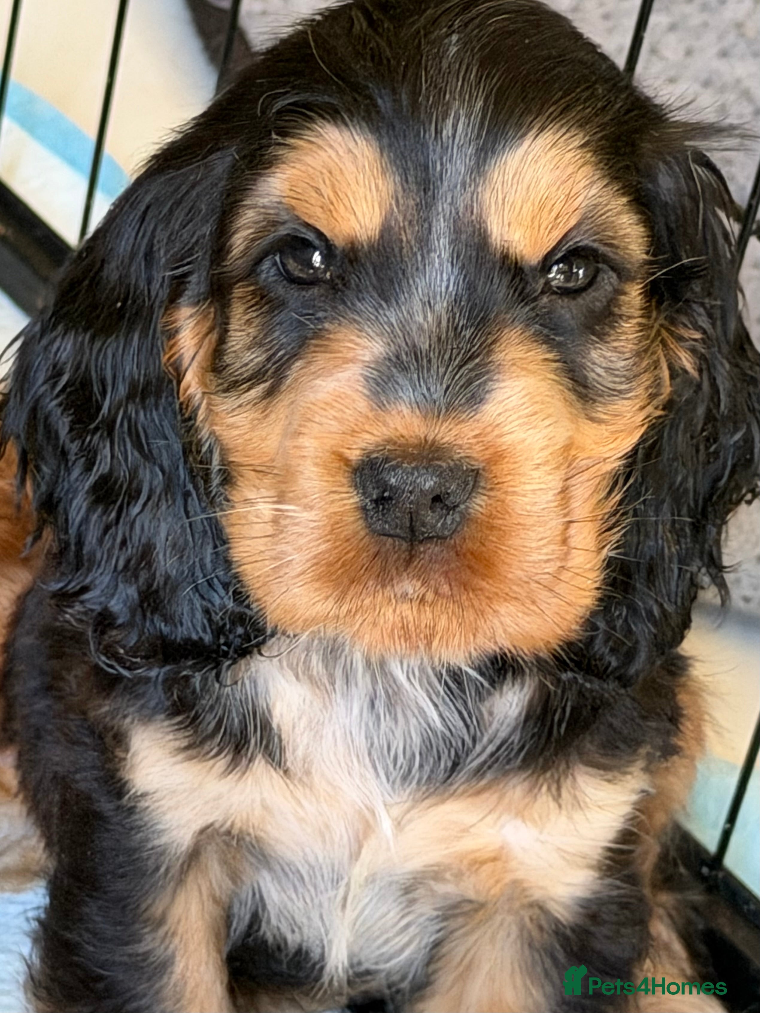 Cocker Spaniel dogs LAST PUP 🐶RIZI BIZI pedigree show spaniels🐶 - Advert 2
