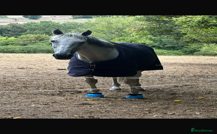 Irish Thoroughbred horses - Advert 1