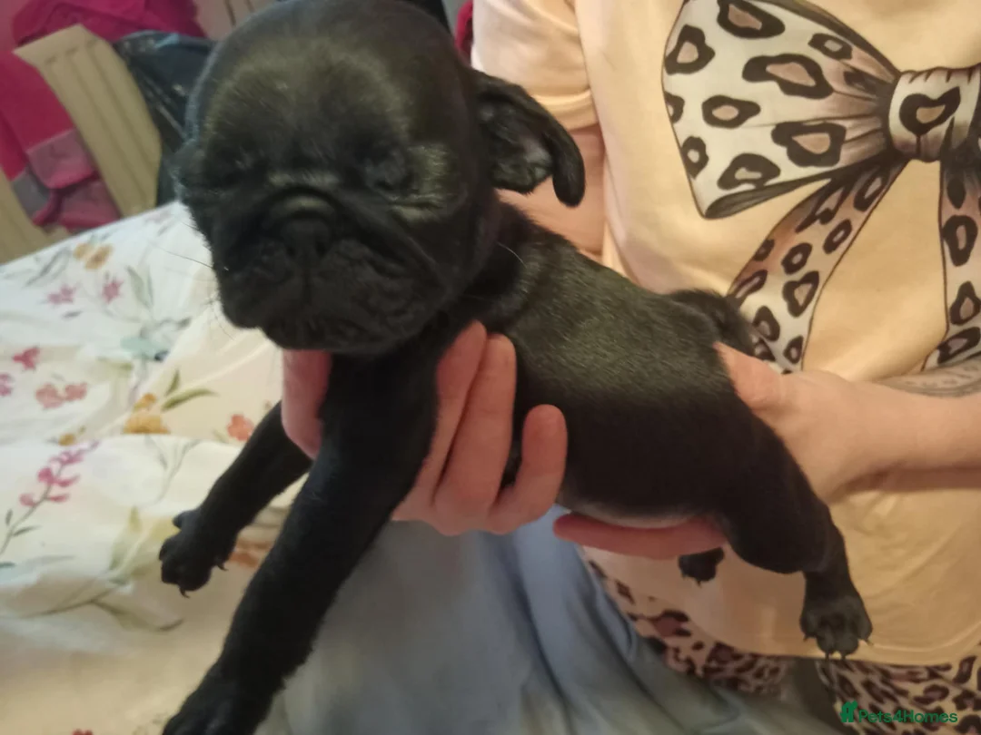 Pug dogs for sale: I have a lovely litter off pug pups for sale  - Advert 10