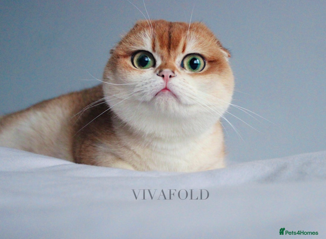 British Shorthair cats for sale: ✨Luxurious Premium Kittens ✨ - Advert 11