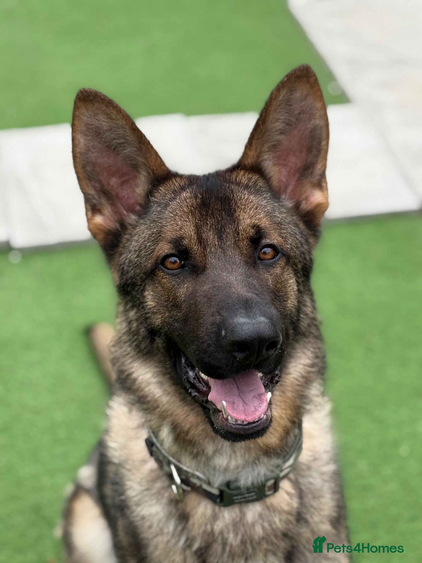 German Shepherd dogs KC Registered Czech Working Line GSD Male  - Advert 2