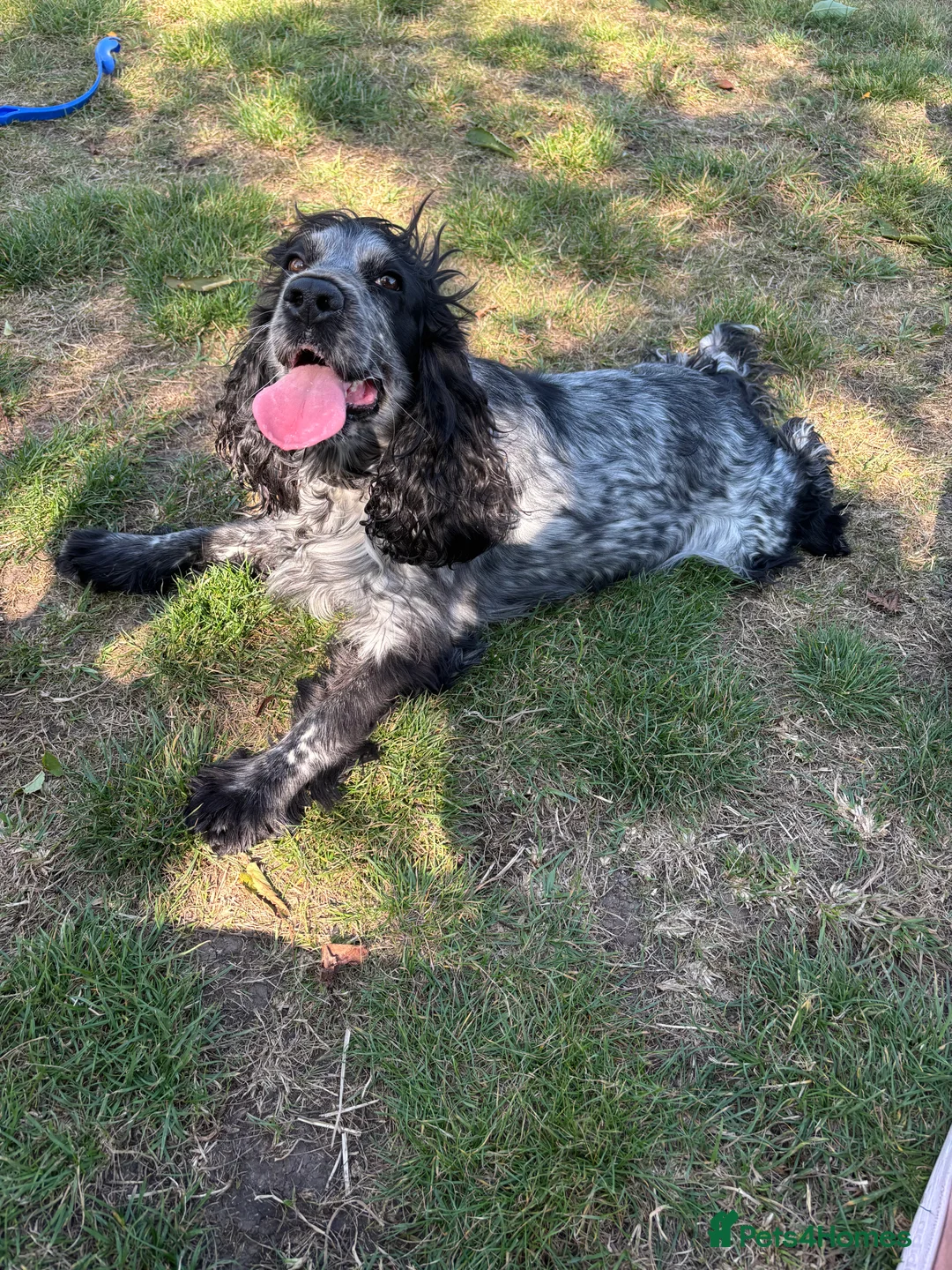 Cockerdor dogs for sale: 🐾Cockerdor pups🐾 - Advert 2