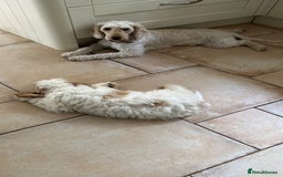 Cockapoo dogs for sale: 1 girl ready now cockapoo  - Image 11