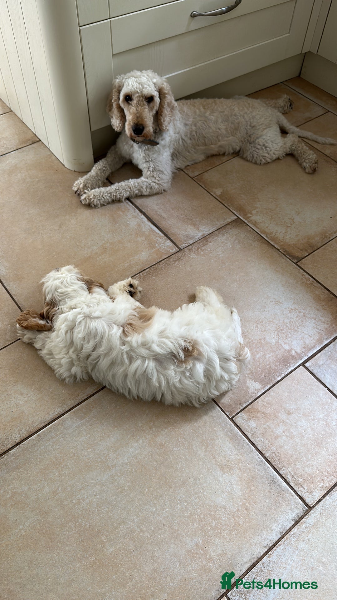 Cockapoo dogs for sale: 1 girl ready now cockapoo  - Image 11