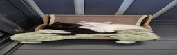 Maine Coon cats for sale: Maine coon kittens  - Advert 15