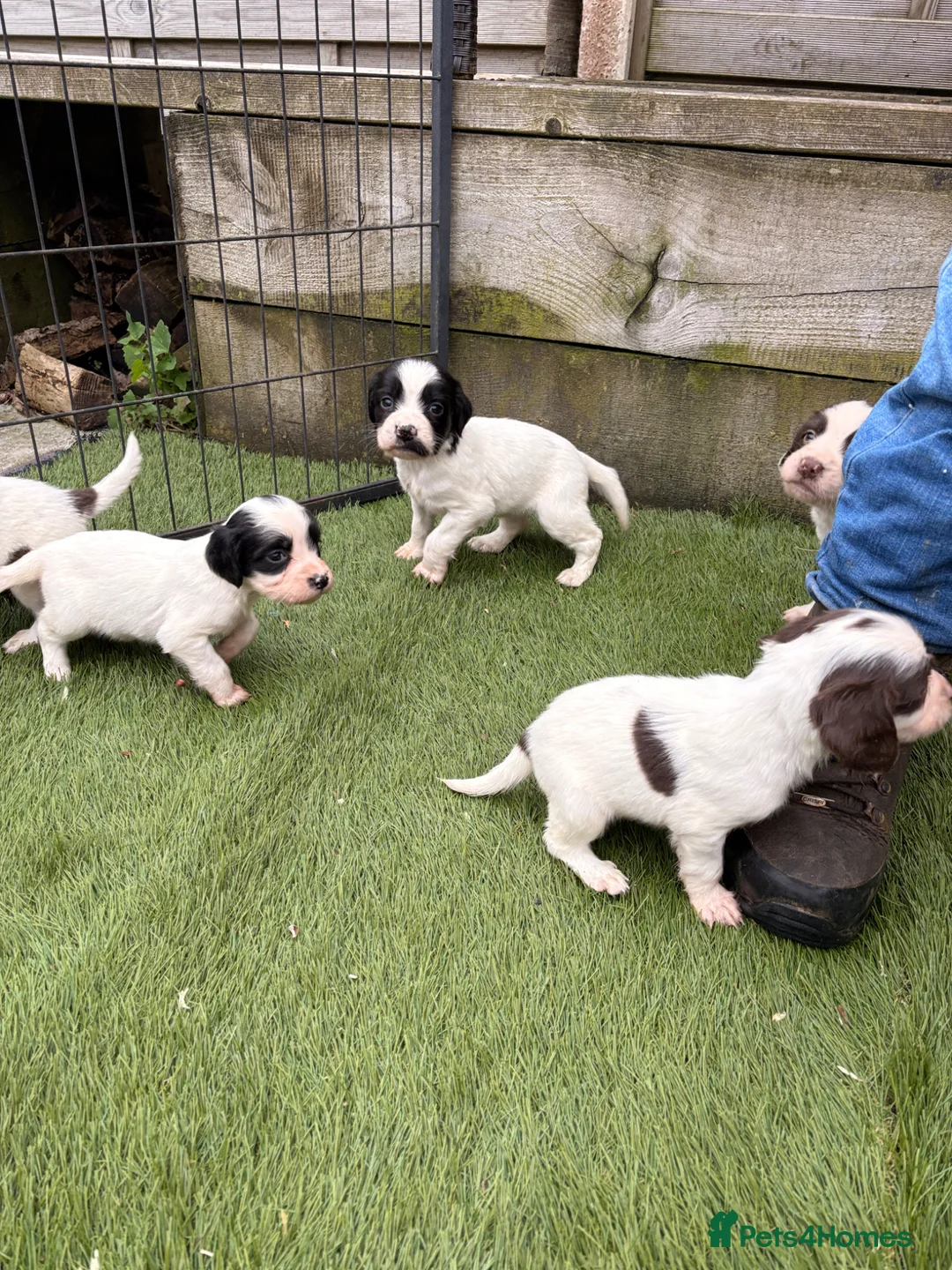 English Springer Spaniel dogs for sale: Beautiful English Springer Spaniel Puppies - Advert 2