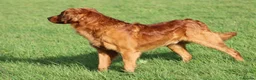 Golden Retriever dogs for stud: EXTENSIVELY health tested with excellent results! in Newark - Advert 30