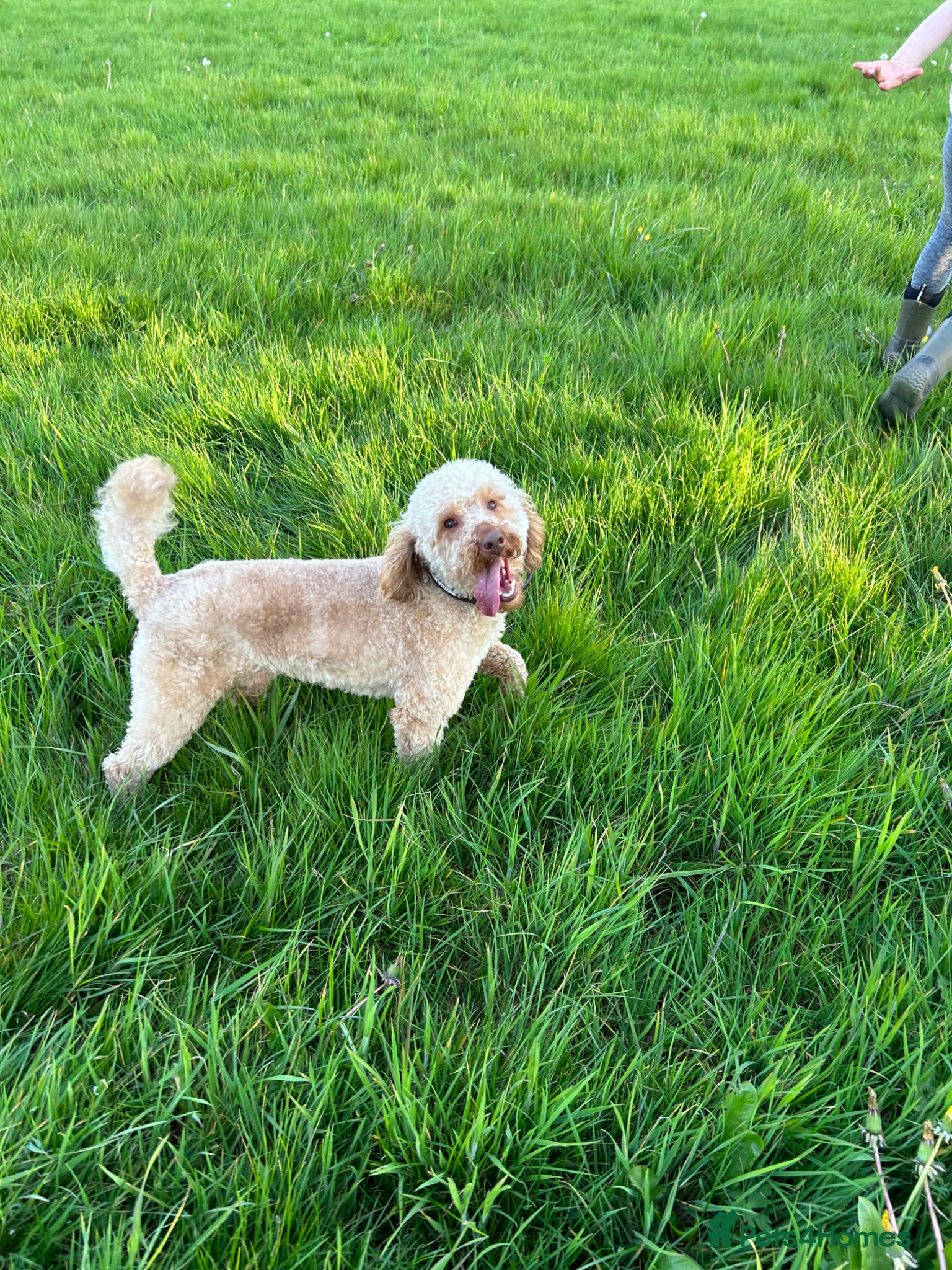 Labradoodle dogs for sale: F1 miniature labradoodles  - Advert 13
