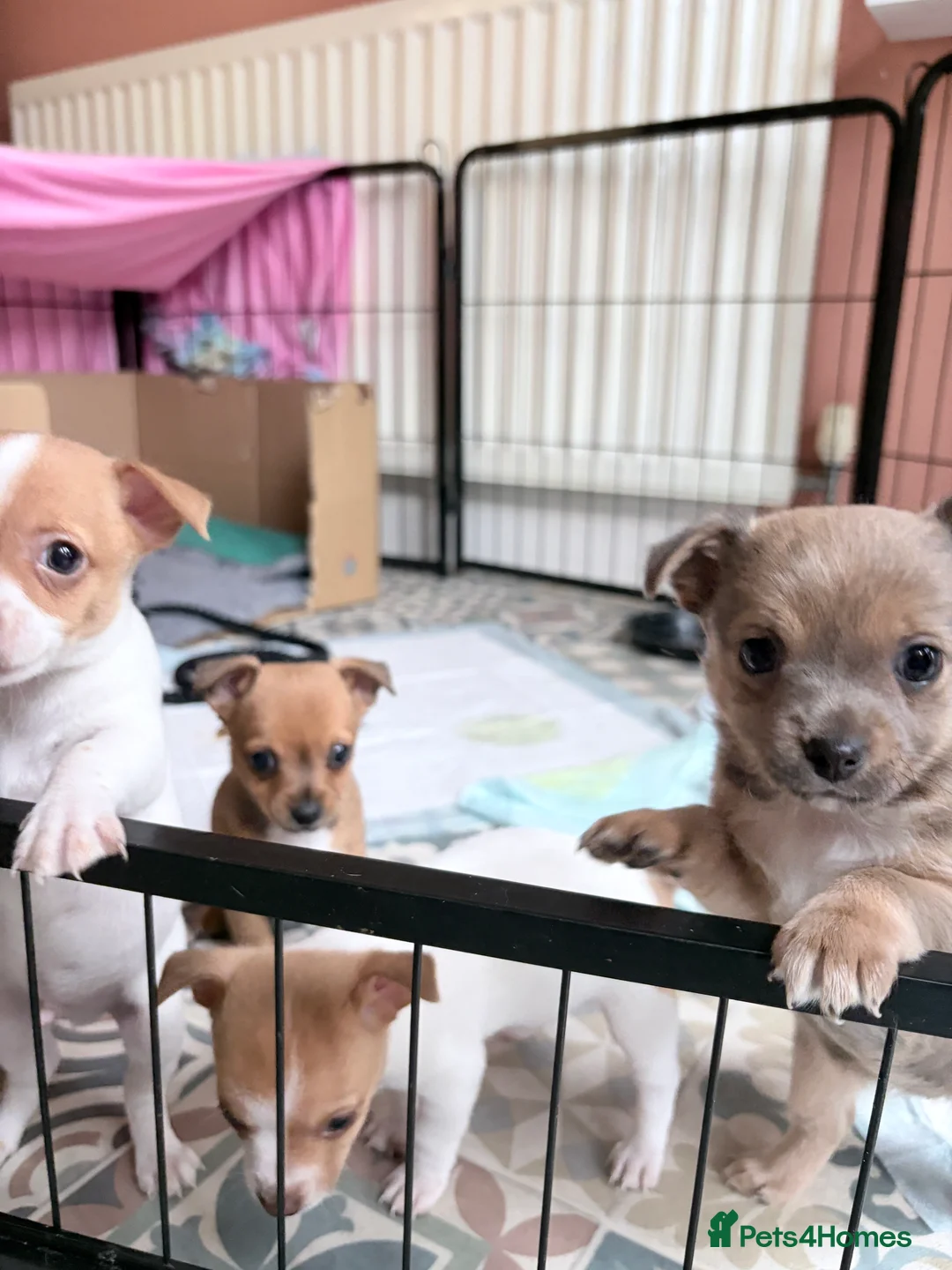 Mixed Breed dogs for sale: Chi-Jack-Weenie puppies - Advert 4