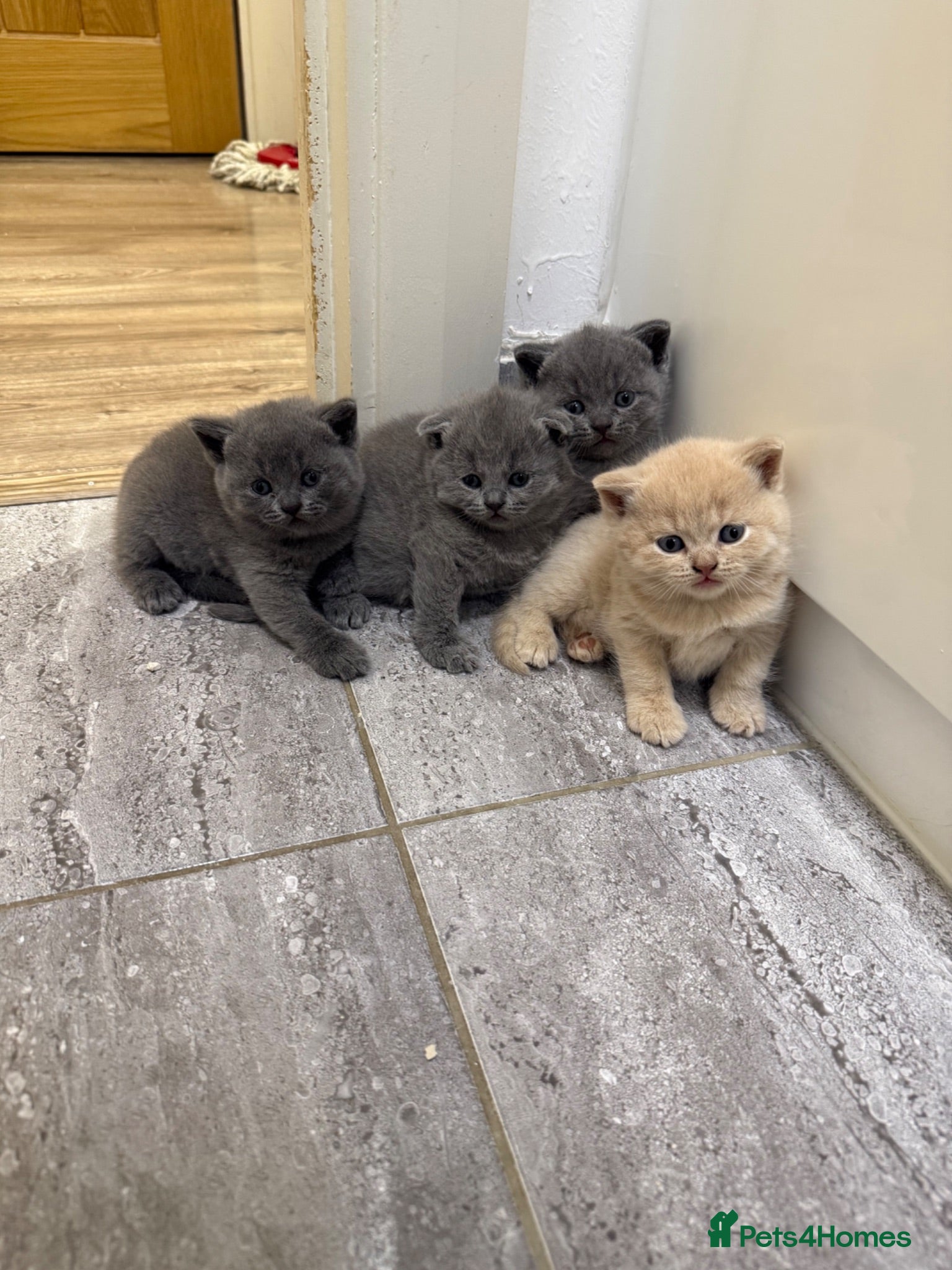 British Shorthair cats 4 beautiful British shorthair/Scottishfold kittens - Advert 2