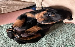 Miniature Dachshund dogs for sale: 2 Minature Dachshund dog pups - Image 4