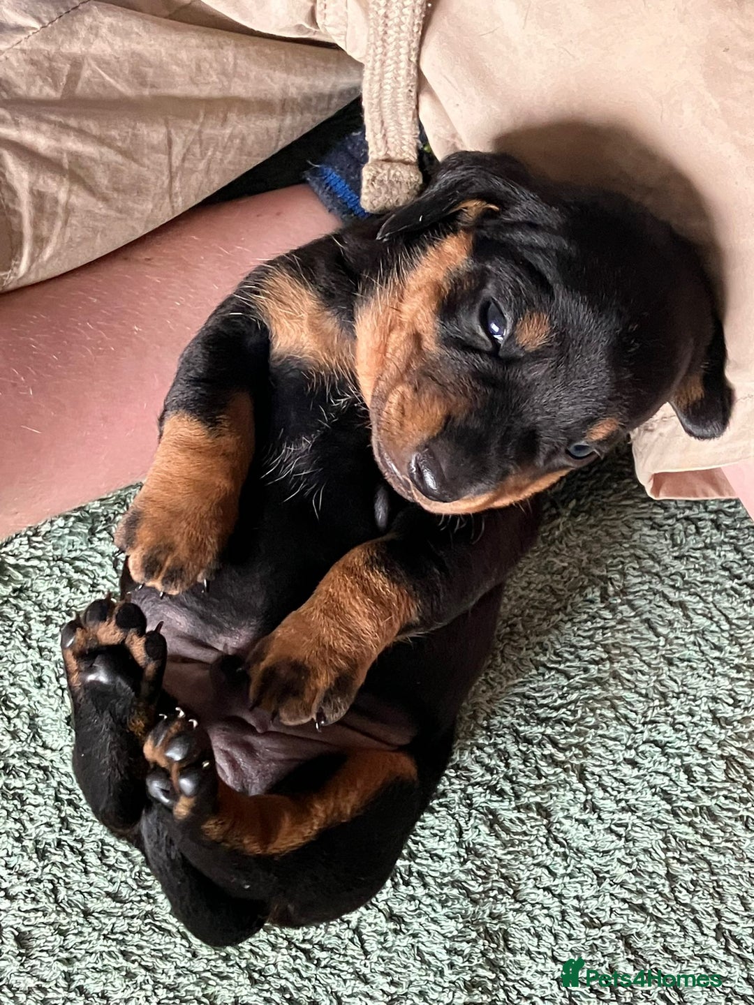 Miniature Dachshund dogs for sale: 2 Minature Dachshund dog pups - Image 4