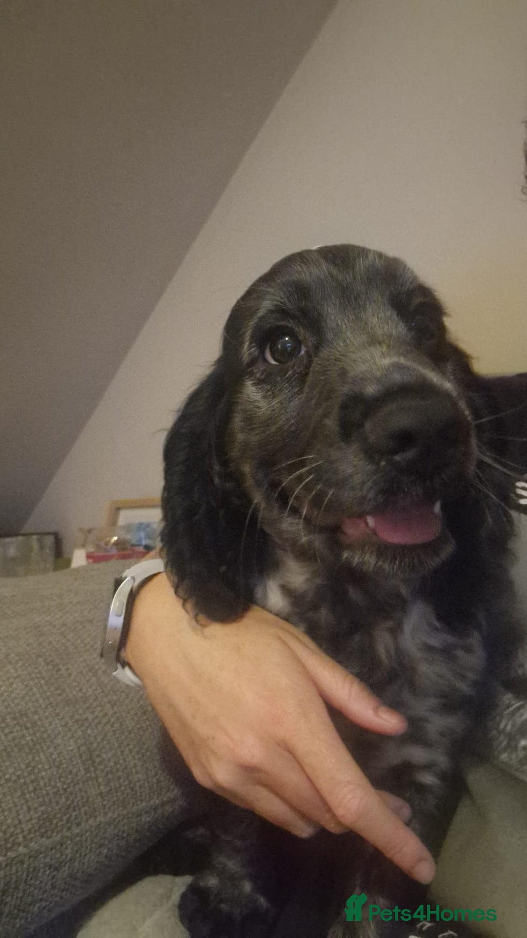 Cocker Spaniel dogs for sale: Blue roan cocker spaniel  - Image 3