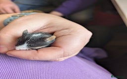 Mouse rodents for sale: Baby mice mixed  - Image 2