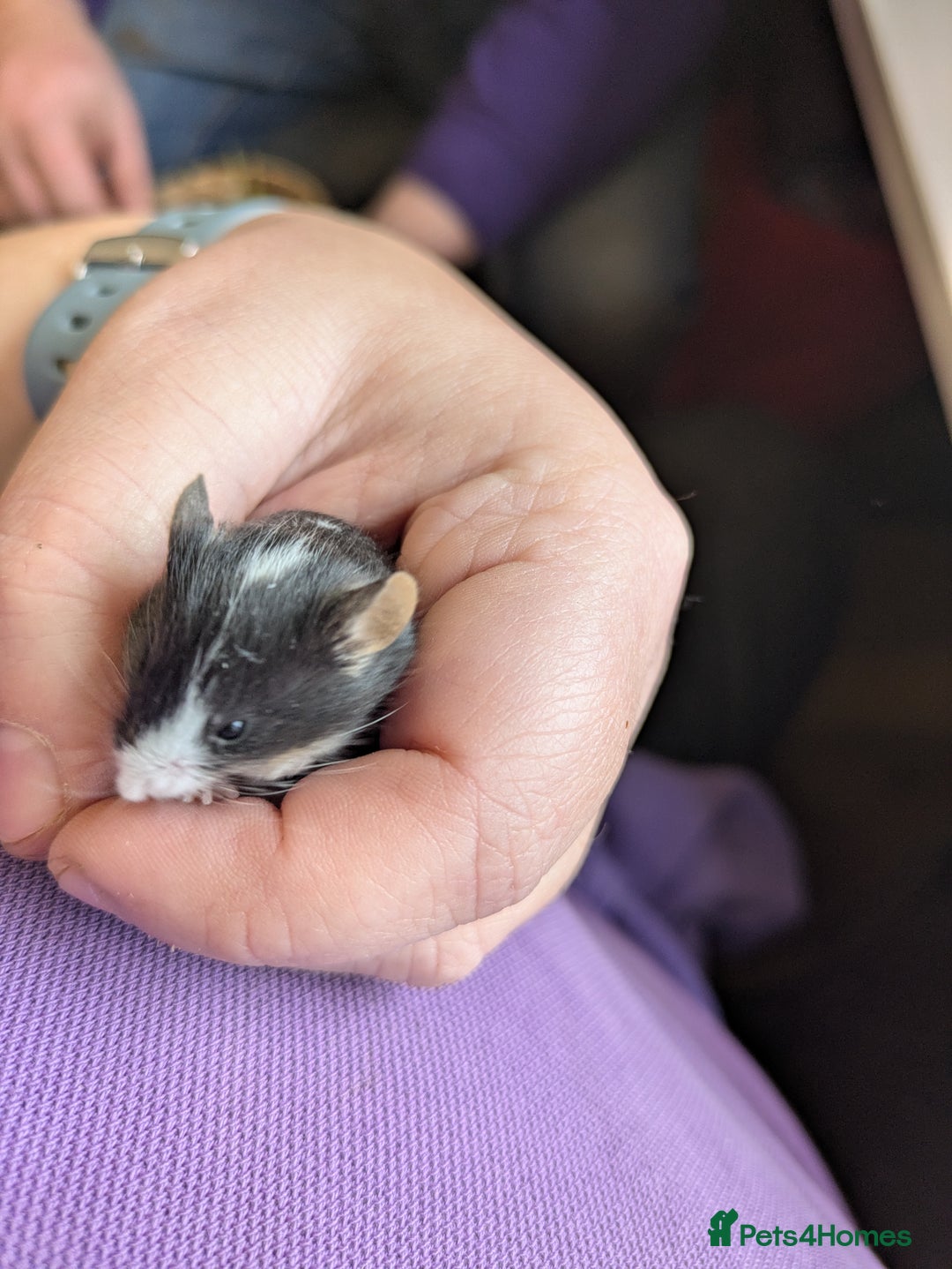 Mouse rodents for sale: Baby mice mixed  - Image 2